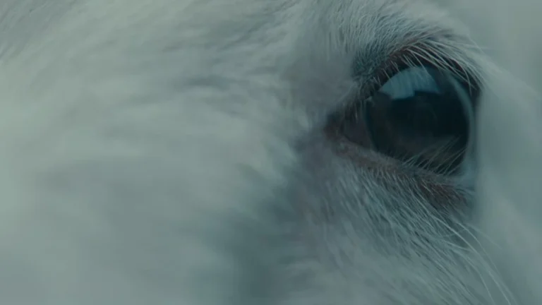 critica lamb pelicula 2021