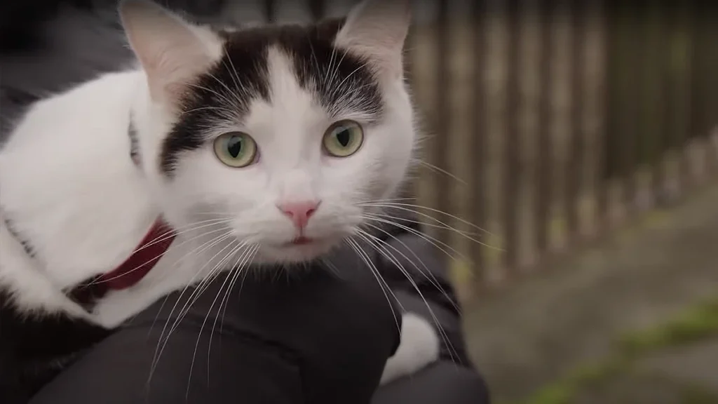 un lugar en silencio frodo